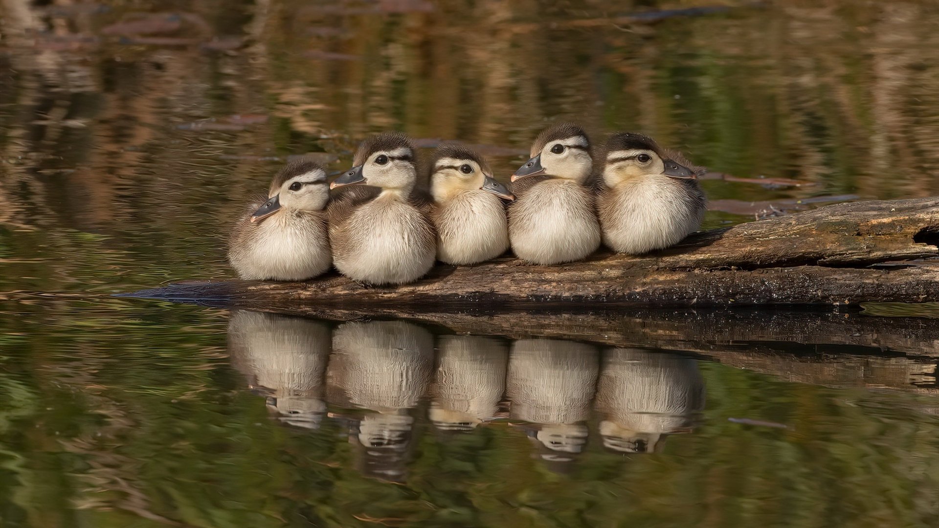 中国篮球运动员抢断技术训练方法探讨,篮球抢断规则犯规