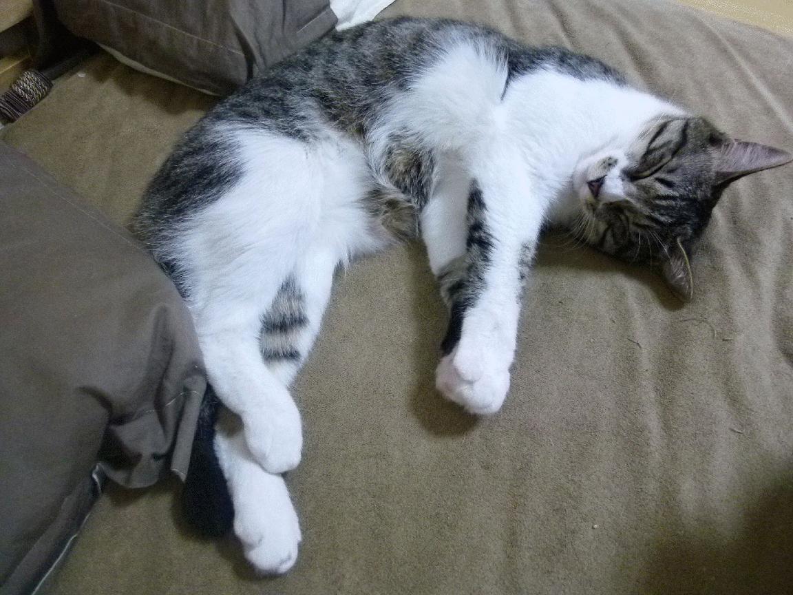 中国青少年篮球普及与校园篮球融合发展路径,中国青少年篮球的发展方向