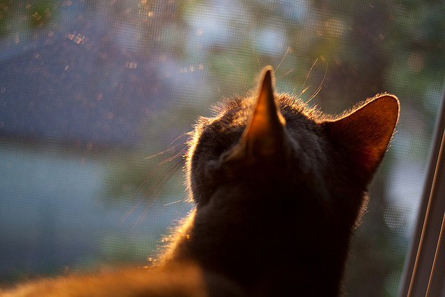 体育产业转型升级背景下人才培养机制研究，简述体育产业转移的形式与路径