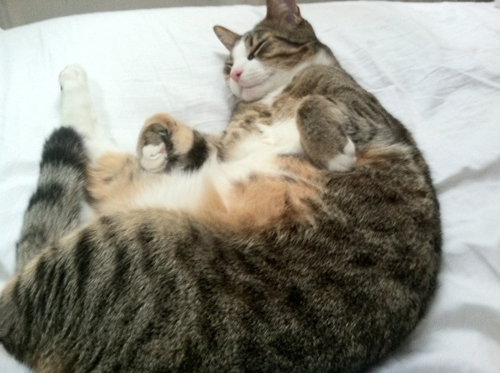 体育赛事市场发展趋势分析与对策，体育赛事市场发展趋势分析与对策论文