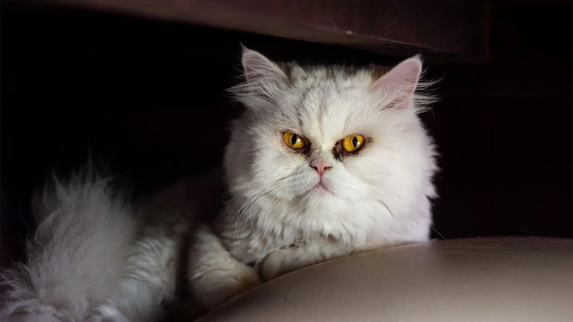 篮球运动员专项技能提升策略探讨，篮球专项能力