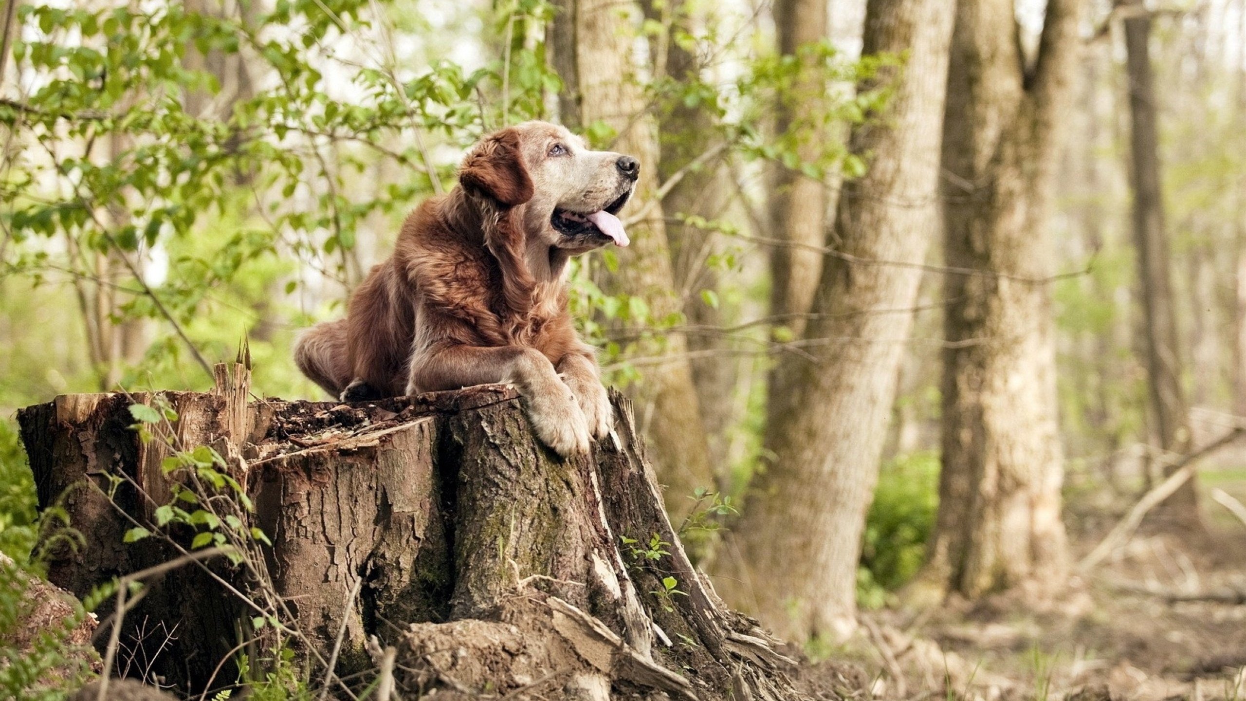 资本运作与竞技水平：豪门如何保持竞争力，资本的竞争