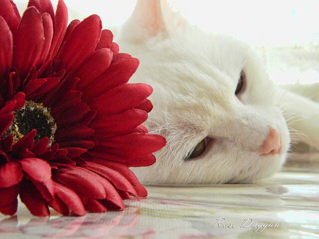 华体会网站-“室内福乐球，冠军之争悬念重重！”