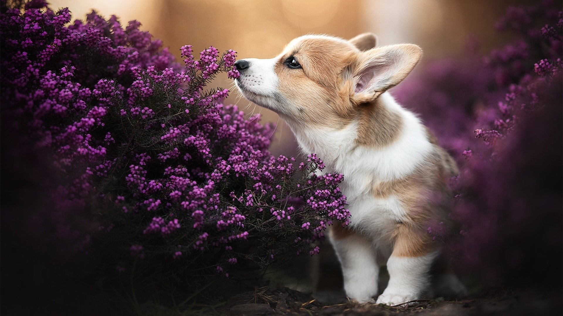 主帅换人反超时机把握对球队士气的即时影响,主帅更迭、失去最佳拍档