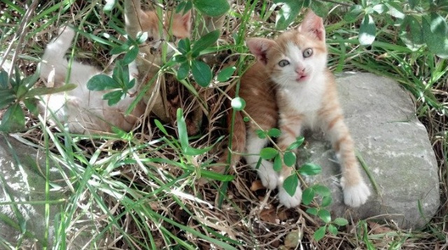 华体会官方网站-从奥预赛看国家队 激烈走势凸显希望，国奥预选赛赛程