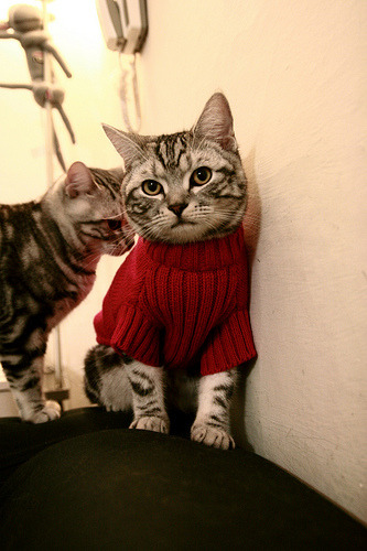 澳大利亚队团队赛制的最大亮点:如何在团体配合中找到突破口,澳大利亚队在这个项目当中拿到铜牌