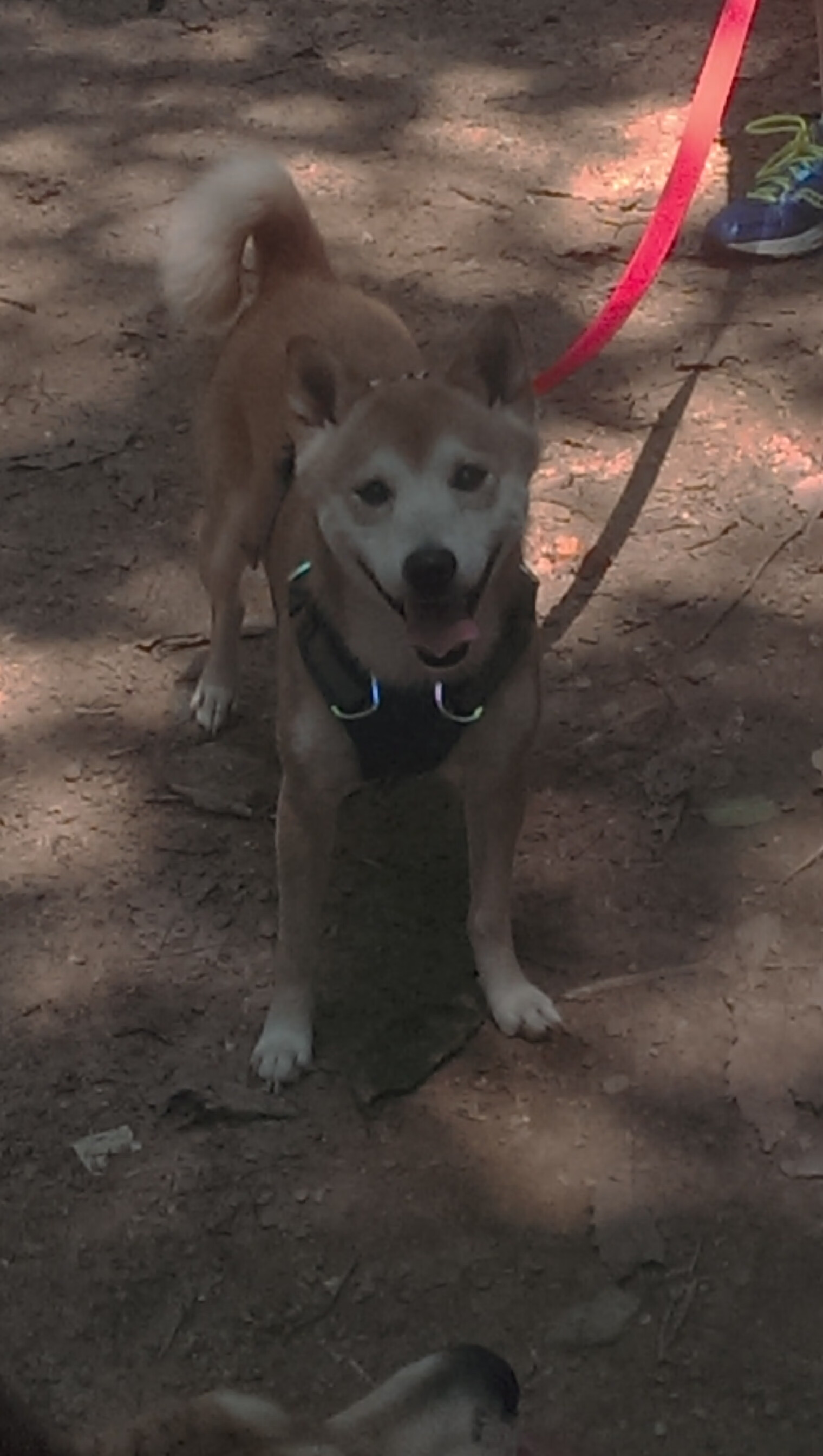 中国男篮在世界杯预选赛中大胜，提前晋级