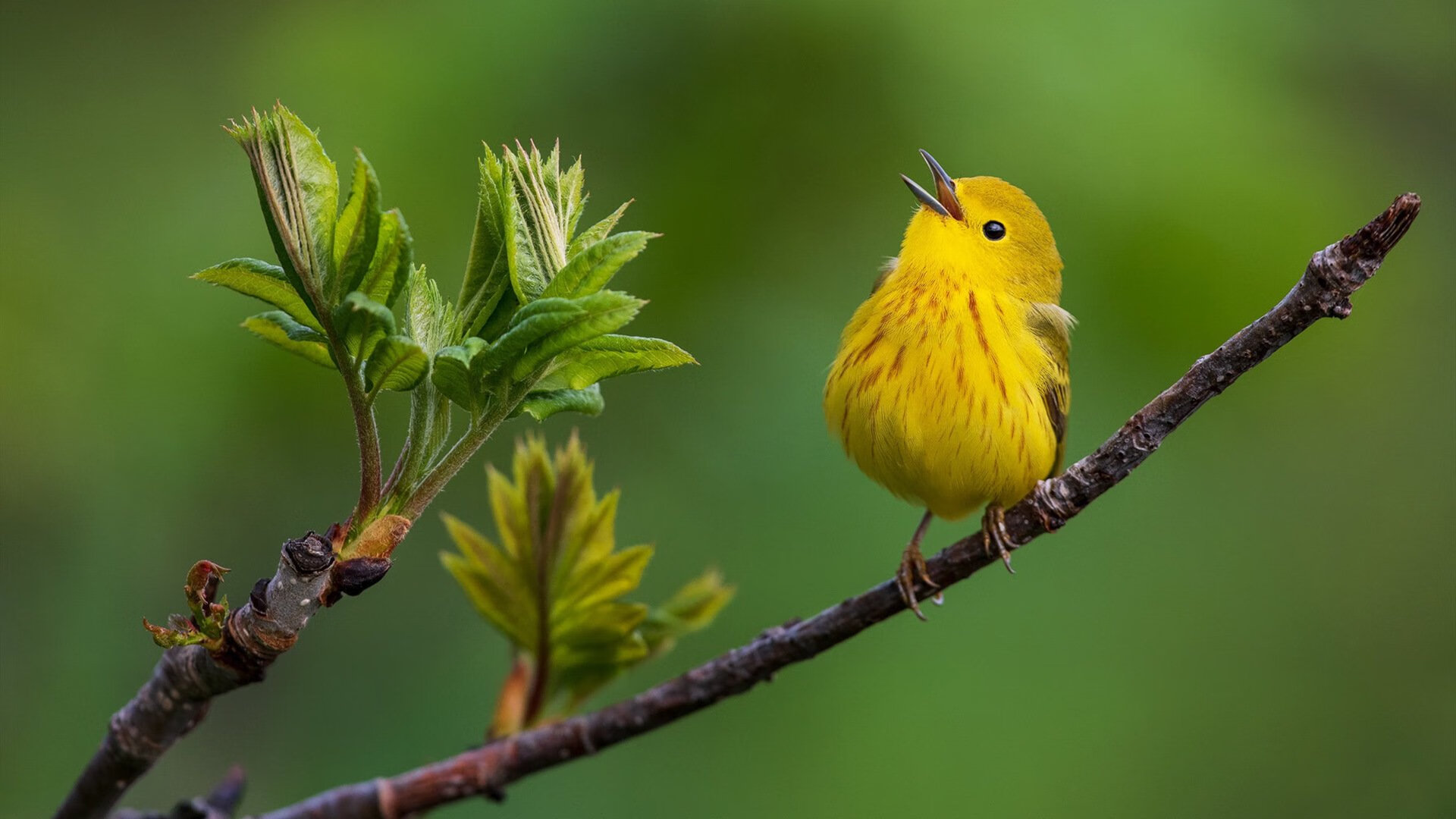 乔治·巴尔：全黑队防线的重要一员，稳定发挥是球队获胜的关键