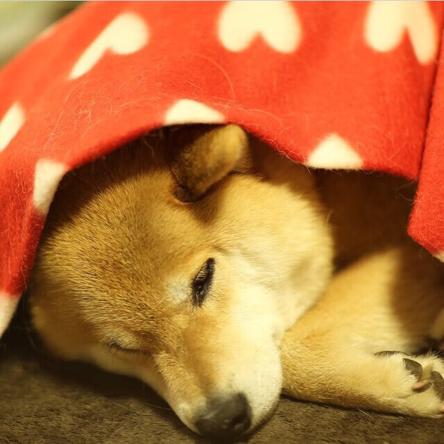 巴勒斯坦男篮在西亚锦标赛中奋勇争冠，追梦未来