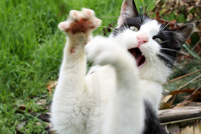 华体会登录入口-弗朗索瓦·斯图尔特：极具战术眼光的中场球员，始终占据比赛主动