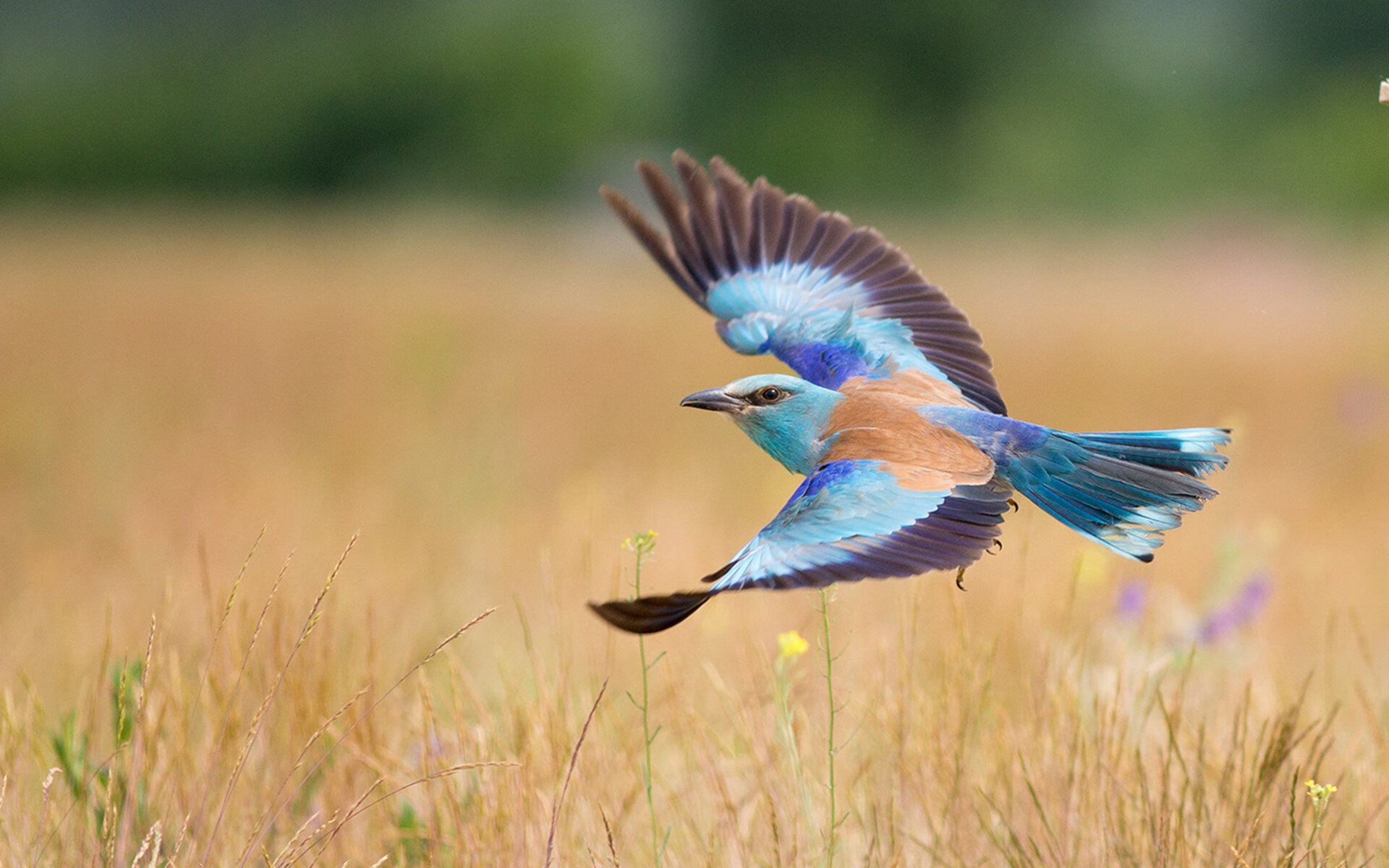 张雨霏混合泳表现稳定提升，张雨霏混合泳采访