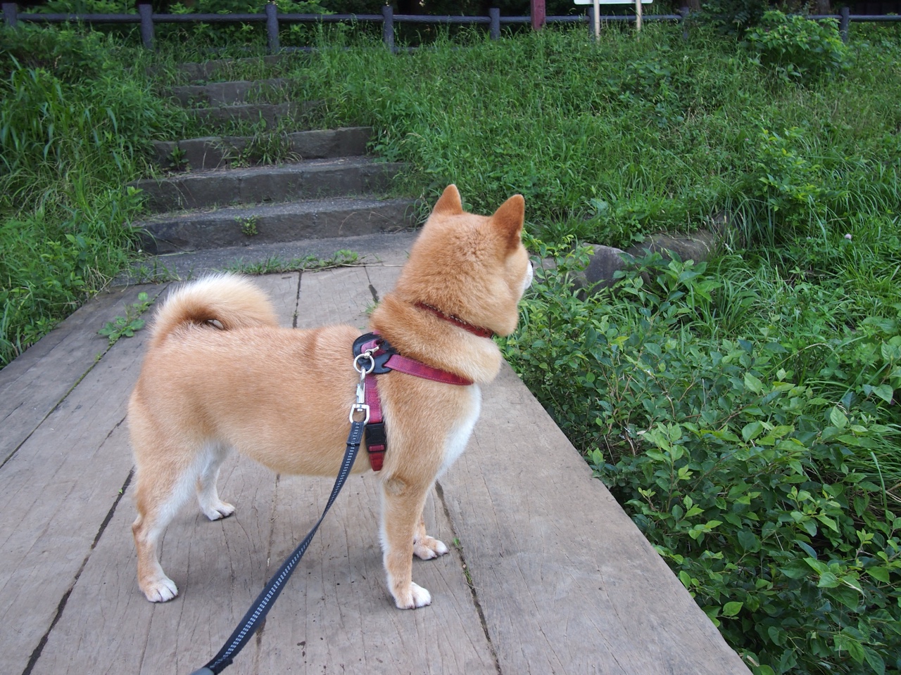 阿尔及利亚男篮在非洲锦标赛中实现突破，夺取佳绩