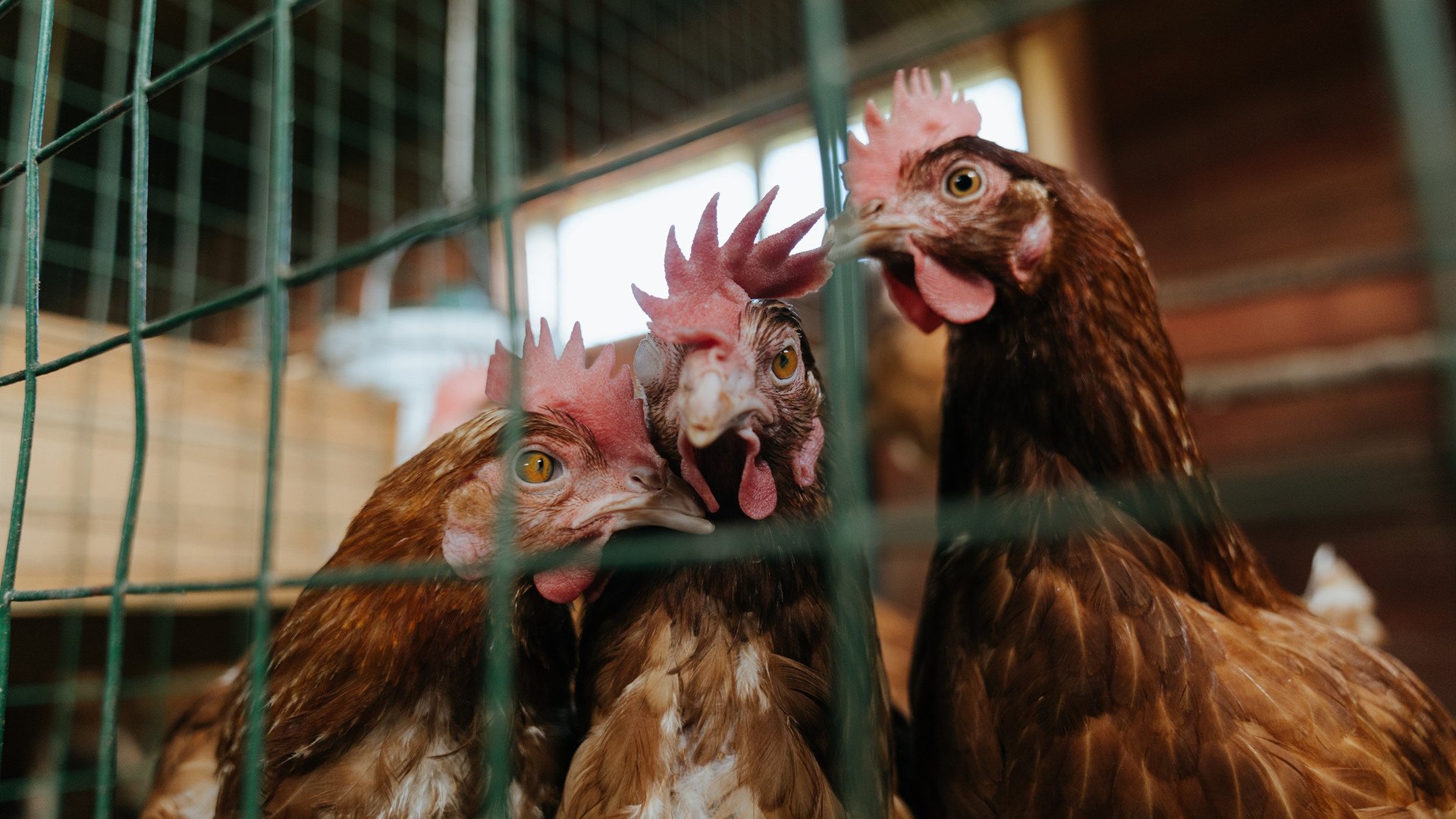 华体会官方网站-高校篮球推行科学训练周期强化体能恢复，高校篮球运动训练中核心力量训练的作用