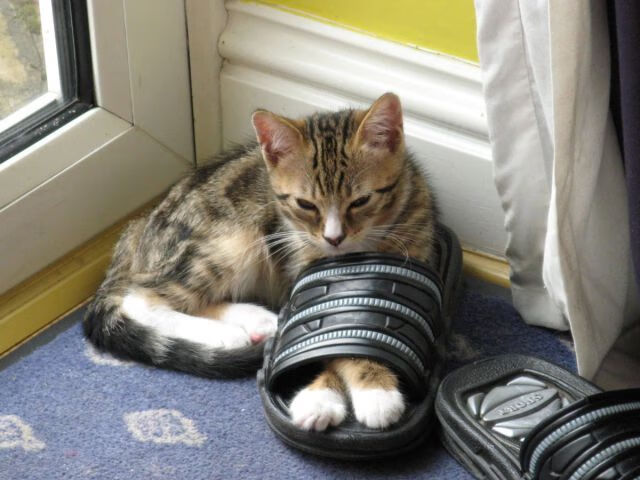 9人药厂新帅首胜，滕哈格11打10被绝平难挽颓势，滕格里夫简介