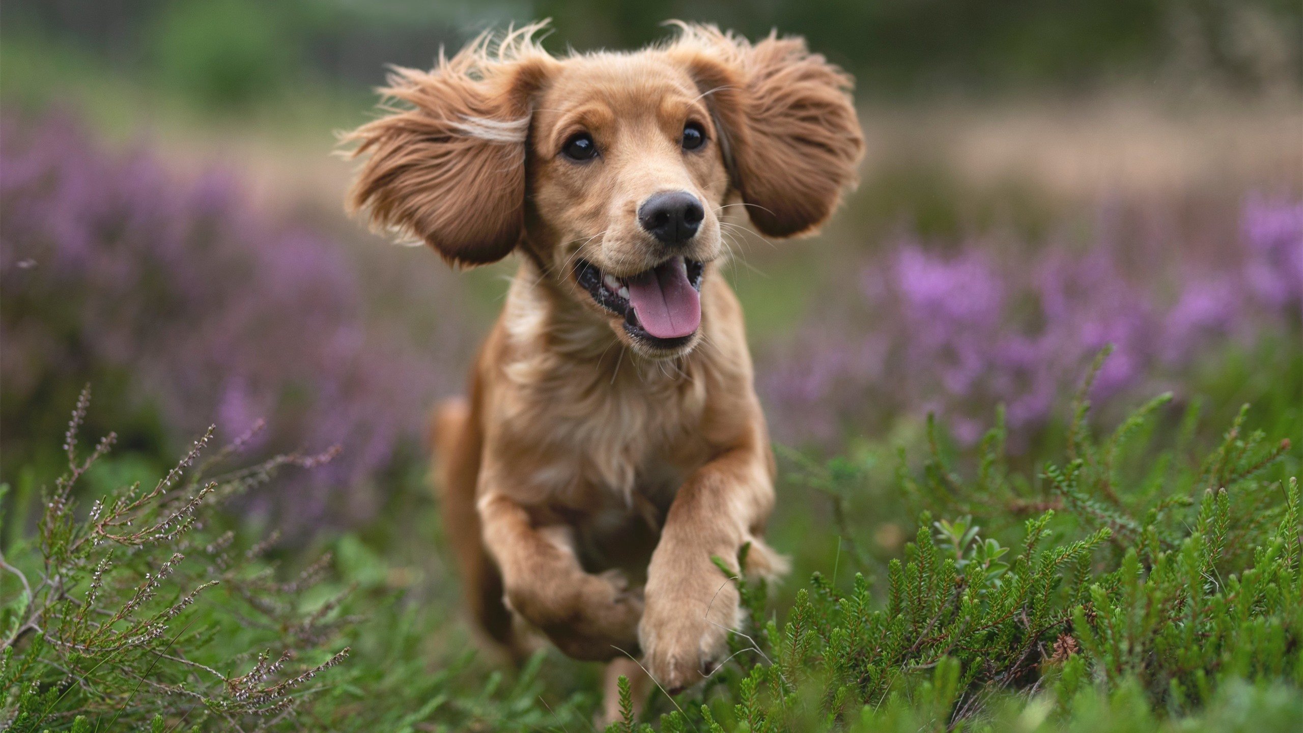 中国足球青训联盟拓展国际合作与交流，中国足球青训体系是什么