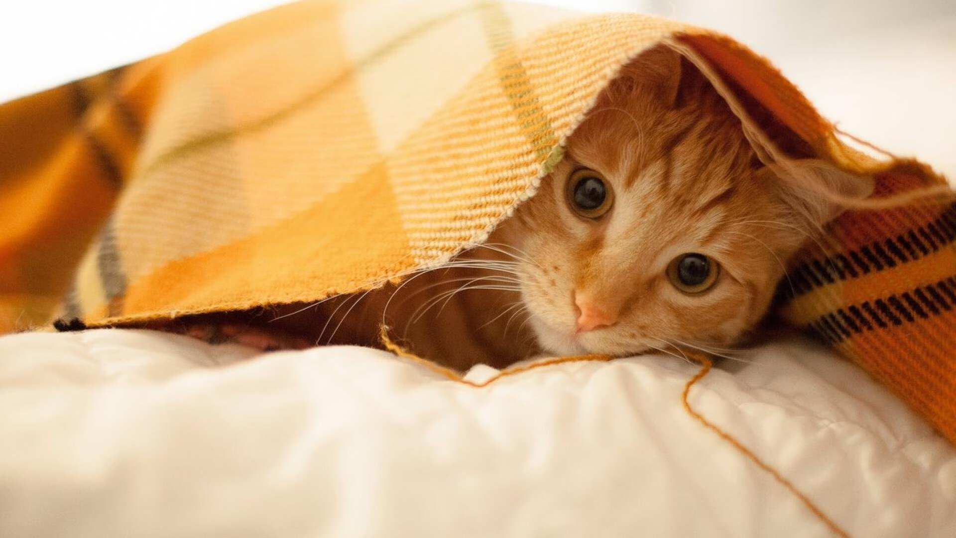 华体会在线登录-俱乐部推动“青少年运动+跨界融合”探索多元产业深度合作