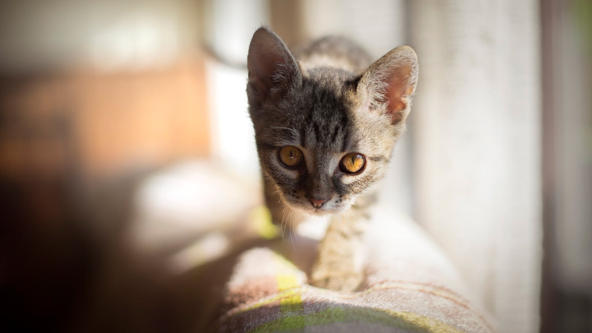 华体会app安装-切尔西目标下季欧冠再创佳绩，恭喜切尔西赢得本赛季欧冠冠军